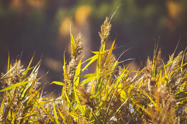 Herbstfarben Stockfoto