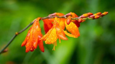 Yeşil bulanık arka planda çiğ damlaları olan turuncu vahşi gladiolus.