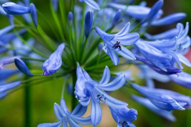 Mor agapanthus çiçeği şemsiyesi doğada yakın plan bitkiler