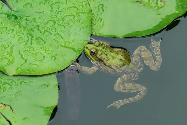 연못에서 수영하고 개구리 — 스톡 사진