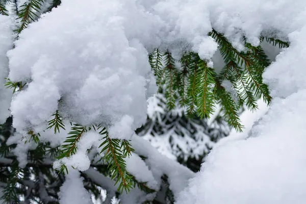 Abstract Background Spruce Branch Densely Covered Fresh Snow Close Stock Image