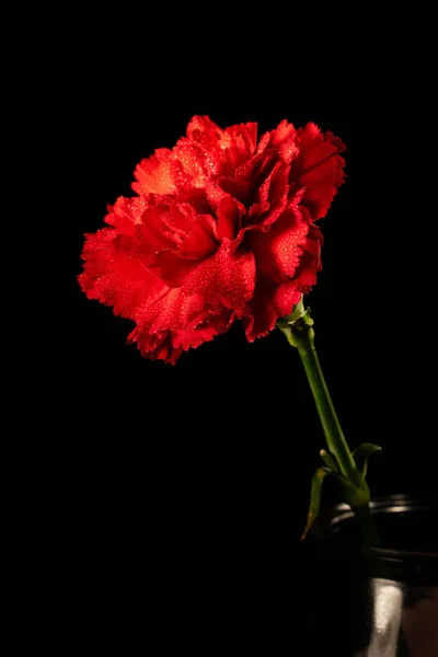 Red Carnation Flower Black Background Close — Zdjęcie stockowe