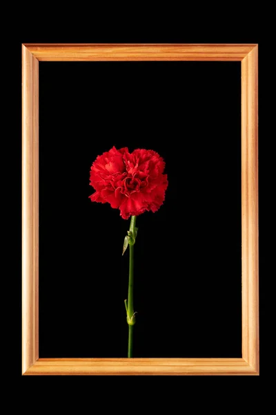 Red Carnation Flower Wooden Frame Black Background — Zdjęcie stockowe