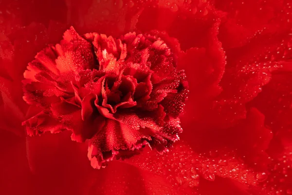 Uma Flor Cravo Vermelho Fundo Vermelho Texturizado Cartão Felicitações Com — Fotografia de Stock