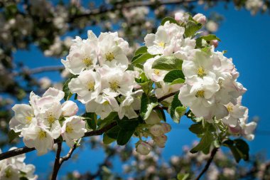 Baharda açan elma ağacının pembe çiçekleri açık havada güneşli bir günde mavi gökyüzüne karşı..