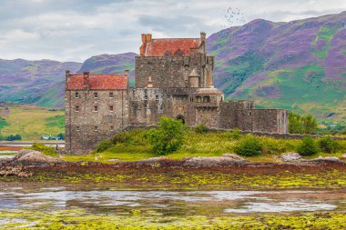 Yazın gelgitte Eilean Donan Kalesi. İskoçya İskoçya 'da bir adada kale. Yeşil yosunlu kayalar kalenin önünde. Dağlar çiçek açan fundalarla mora boyandı..