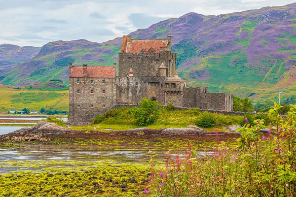 Yazın Eilean Donan Şatosu 'nda gelgitte ön planda çiçekler ve çalılarla birlikte. İskoçya İskoçya 'da bir adada kale. Dağlar çiçek açan fundalarla mora boyandı..