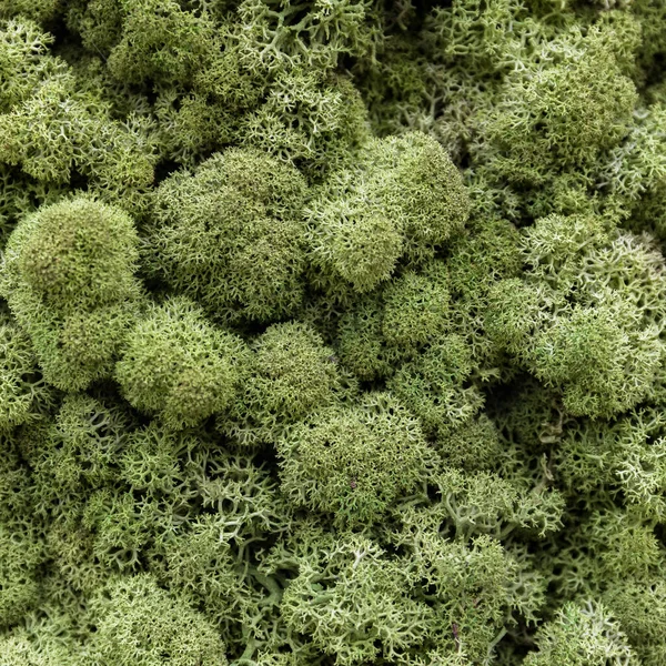 Schönes Grünes Moos Aus Nächster Nähe Der Blick Von Oben — Stockfoto