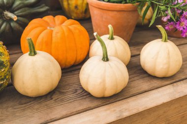 Tahta tahtalarda farklı şekillerde ve renklerde birkaç balkabağı. Farklı türde balkabakları. Sonbahar hasadı.