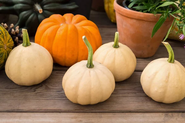 Several Pumpkins Different Shapes Colors Wooden Boards Different Types Pumpkins — Stock Photo, Image