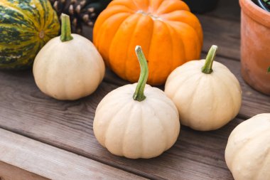 Tahta tahtalarda farklı şekillerde ve renklerde birkaç balkabağı. Farklı türde balkabakları. Sonbahar hasadı.