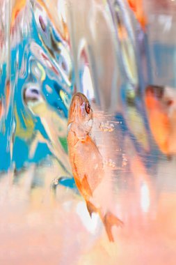 Buz bloğunda donmuş deniz balığı. Renkli bir geçmiş. Kapat..