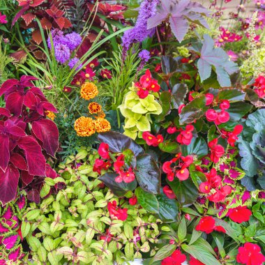 Çiçek açan bitkilerin ve çiçeklerin güzel arka planı. Parlak çiçek duvarı.