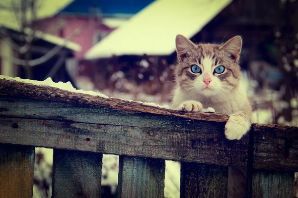 Gato de olhos azuis — Fotografia de Stock