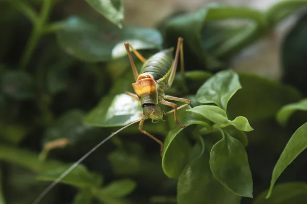 GRASSHOPER — Stock Photo, Image