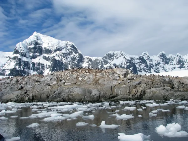 Antarctique — Photo