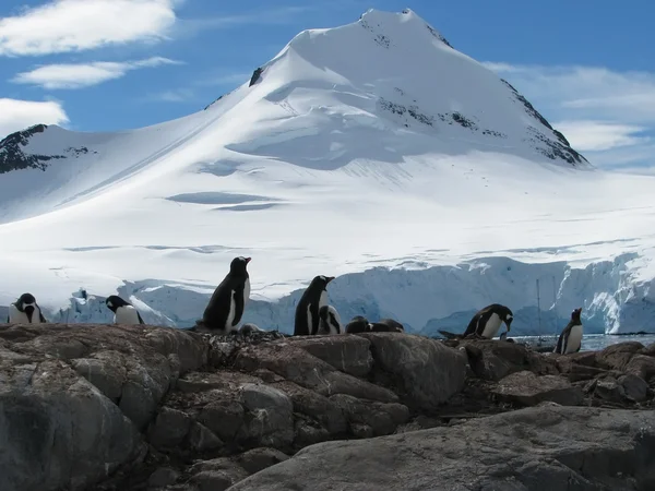 Antarctica — Stockfoto