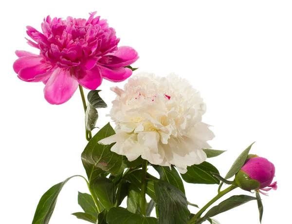 Peony — Stock Photo, Image