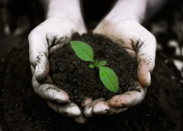 Conceito de ecologia — Fotografia de Stock