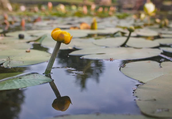 Желтая водяная лилия — стоковое фото