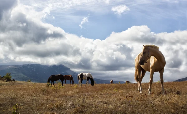 馬セット — ストック写真
