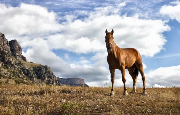 Conjunto de caballos — Foto de Stock