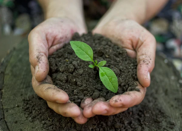 Conceito de ecologia — Fotografia de Stock