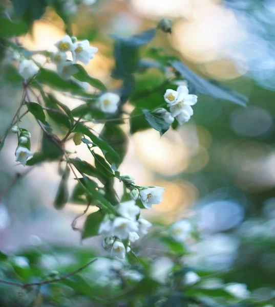 Jasmine flowers — Stock Photo, Image