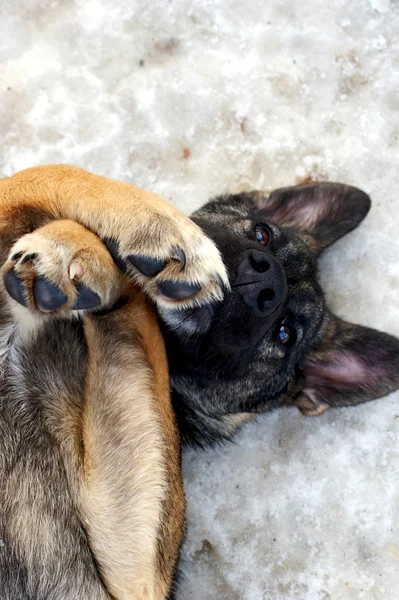 Animals — Stock Photo, Image