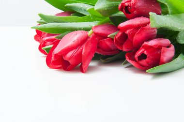 Beyaz arka planda kırmızı lale demeti