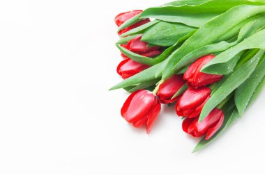 Beyaz arka planda kırmızı lale demeti.