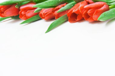 Beyaz arka planda kırmızı lale demeti.