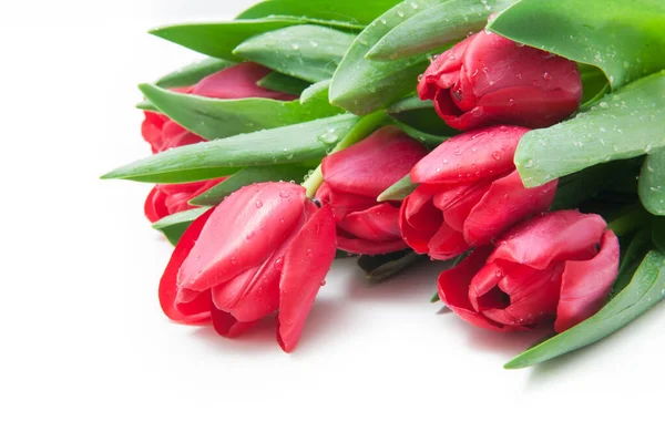 Bouquet de tulipes rouges sur fond blanc Images De Stock Libres De Droits