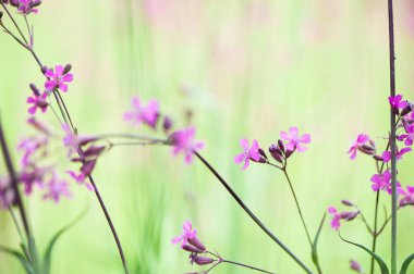 Çiçekli yaz arkaplanı. seçici odak