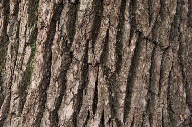 ağaç kabuğuyla ahşap arkaplan