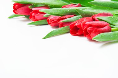 Çiçek laleleri ile soyut arkaplan