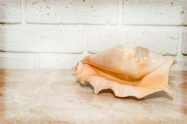 Tuğla duvarın arkasında büyük bir deniz kabuğu
