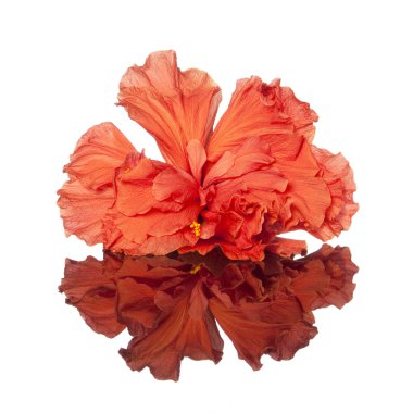 Hibiscus çiçek ayna görüntüsü ile