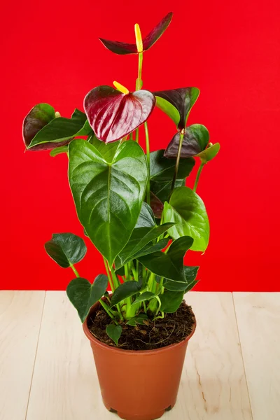 Anthurium — Stock fotografie