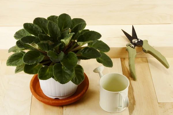 Houseplant, watering can and pruner — Stock fotografie