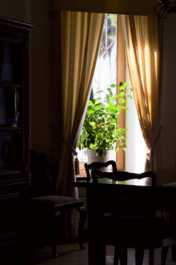 kapalı mandalina ağacı