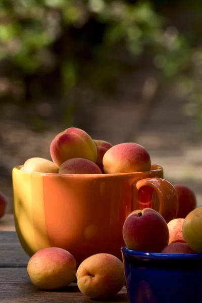 Apricots in ceramic bowls — Stock Photo, Image