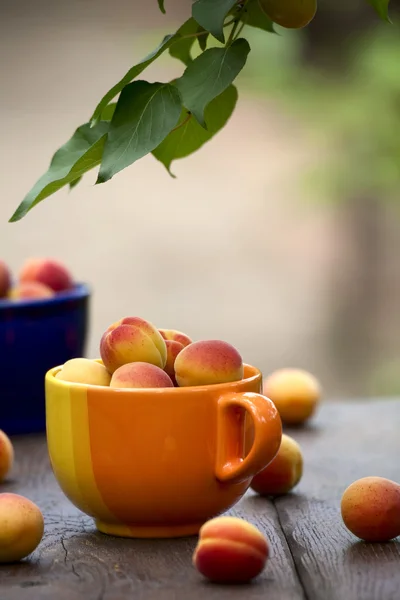 Apricots in a ceramic bowl — Stock Photo, Image