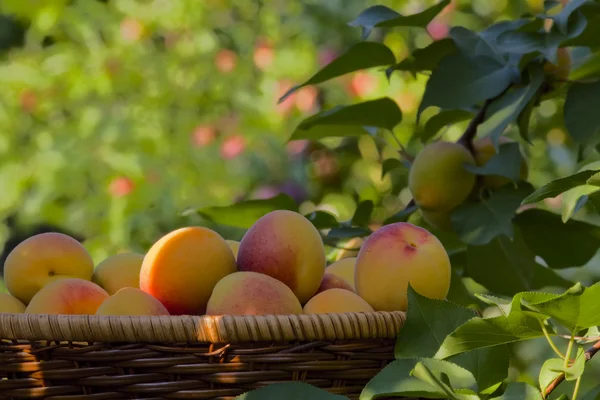 Apricots in a basket — Stock Photo, Image