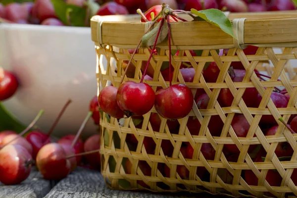 The wild apples — Stock Photo, Image