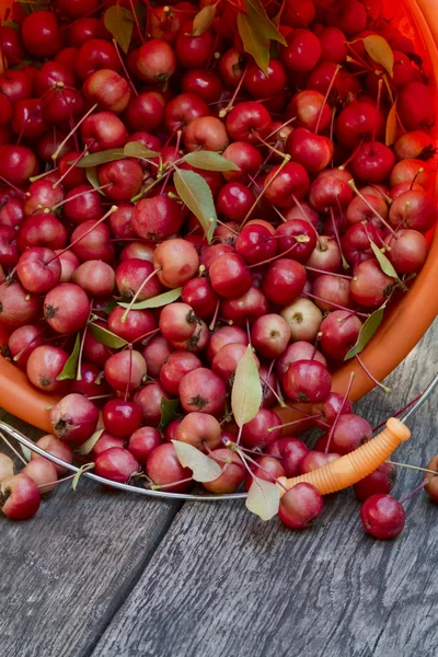 Die wilden Äpfel — Stockfoto