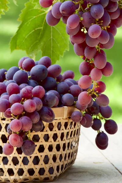 Ripe grapes — Stock Photo, Image