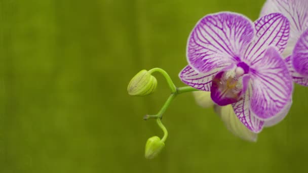 Violette Orchidee löst ihre Blüten auf — Stockvideo