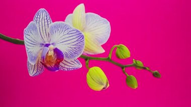 pembe bir arka plan üzerinde mor orkide çiçeği