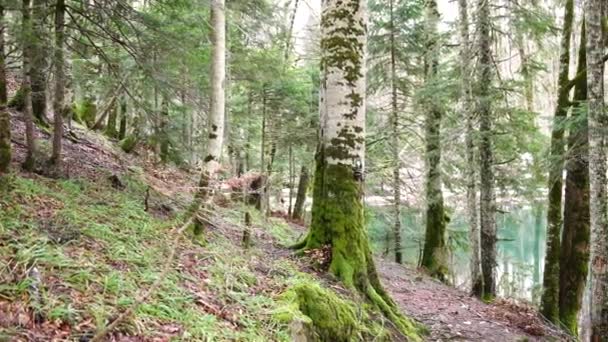 Floresta na encosta de uma montanha junto a um lago no Parque Nacional Biogradska Gora — Vídeo de Stock